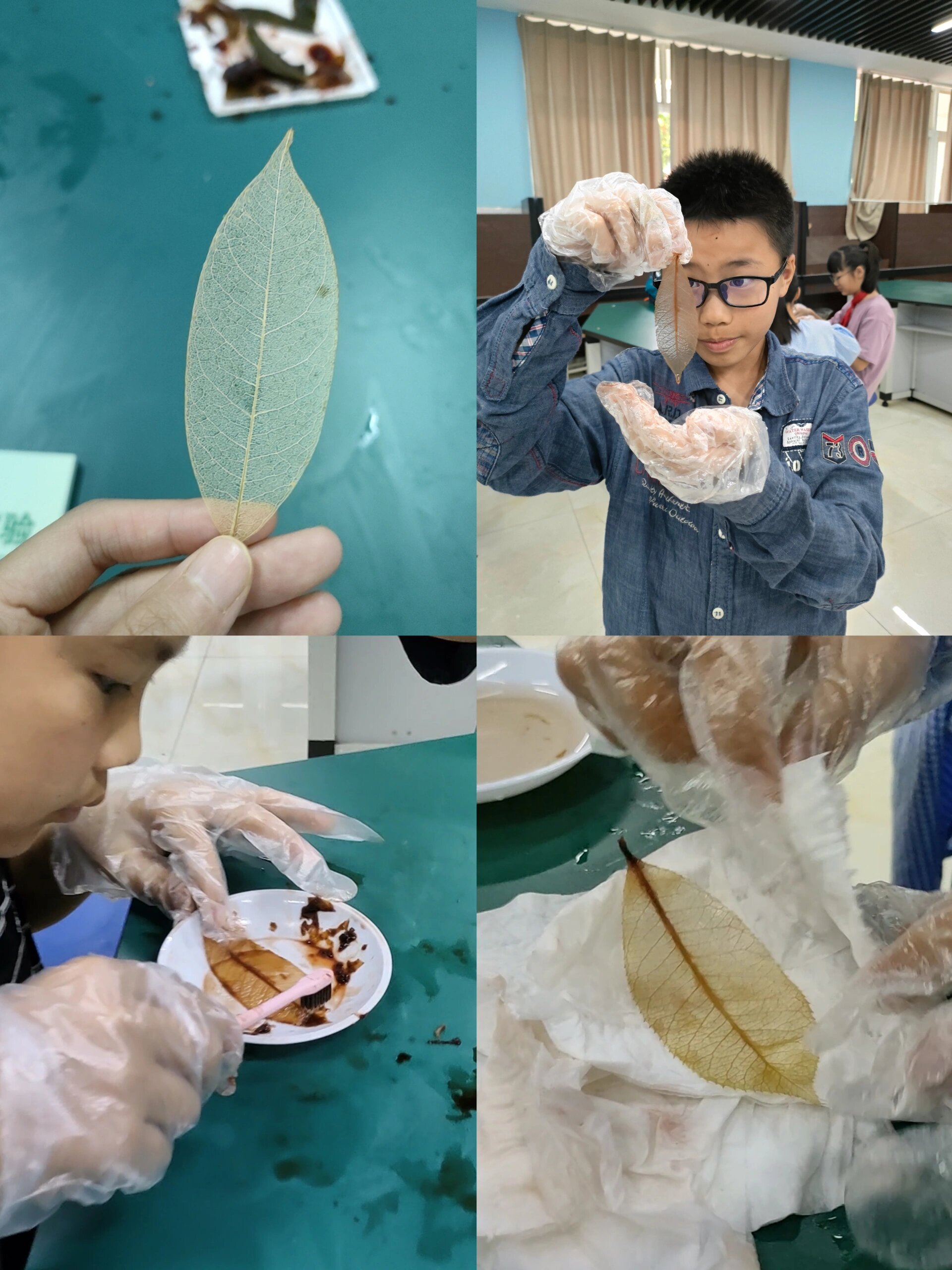 科学社团——叶脉书签制作