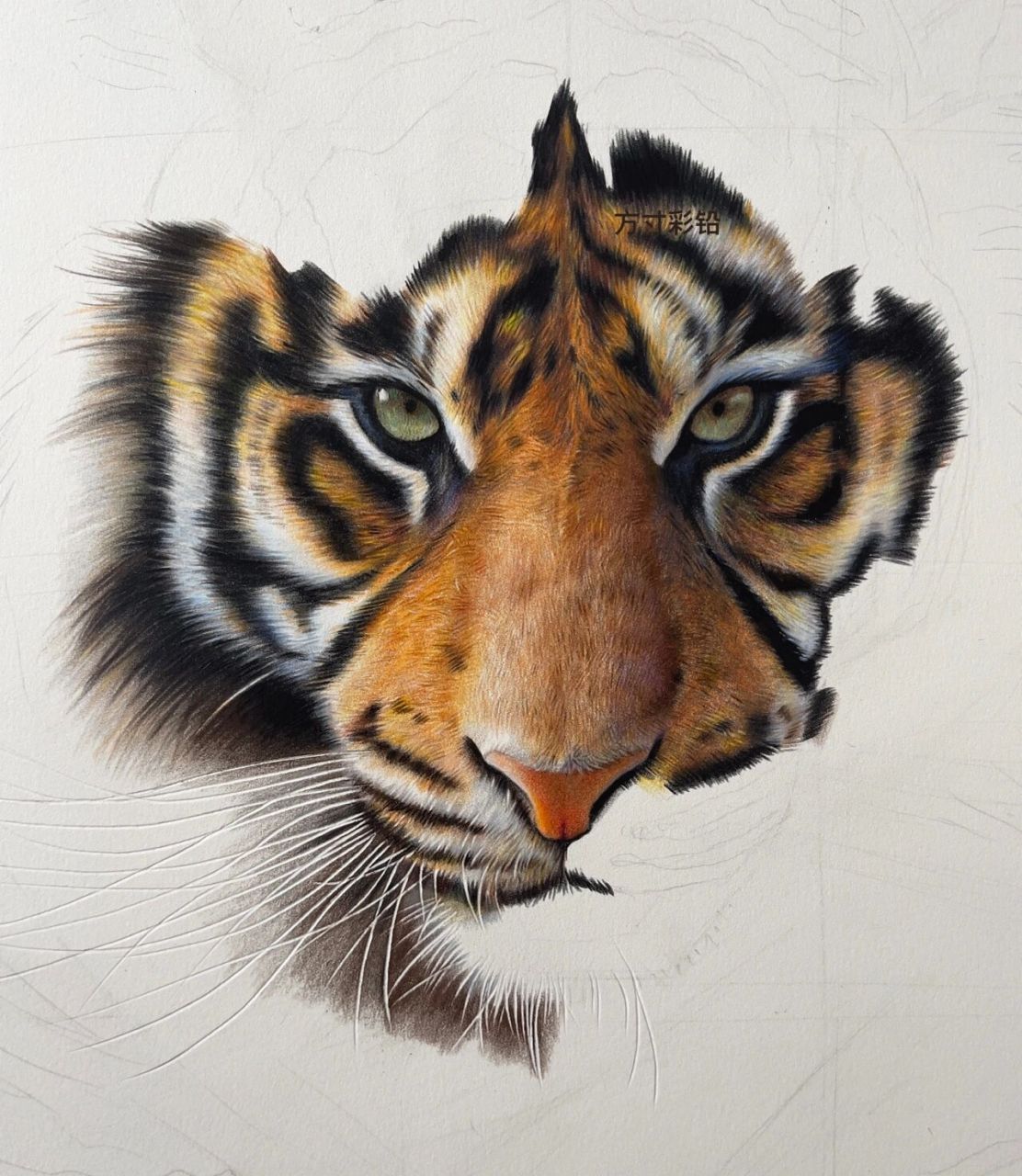 彩铅画-老虎 使用工具:三福霹雳马彩铅150色,三菱彩铅36色,获多福细纹