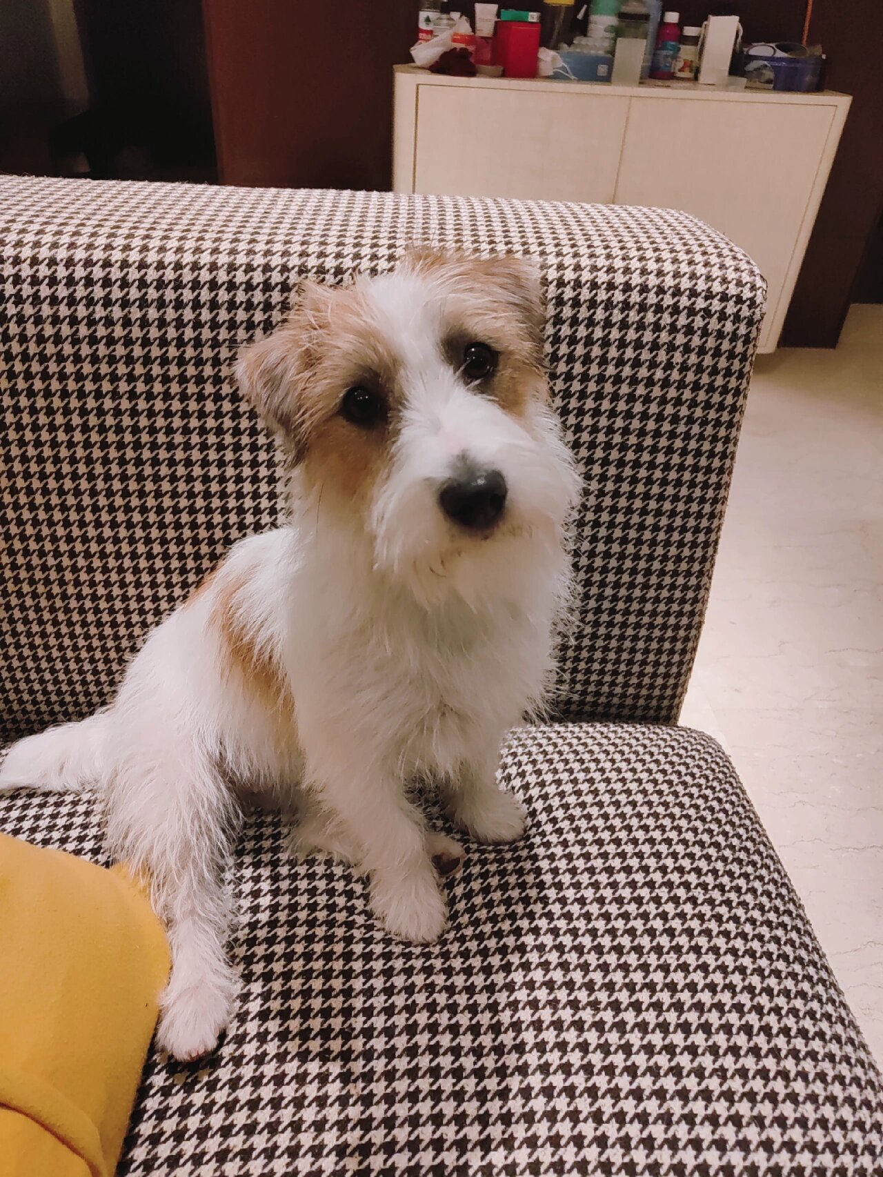 方脸小狗狗