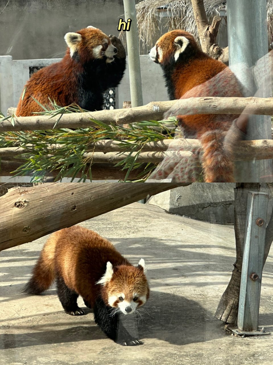 趁着过年去了心心念念的红山动物园小熊猫太可爱了太乖了!