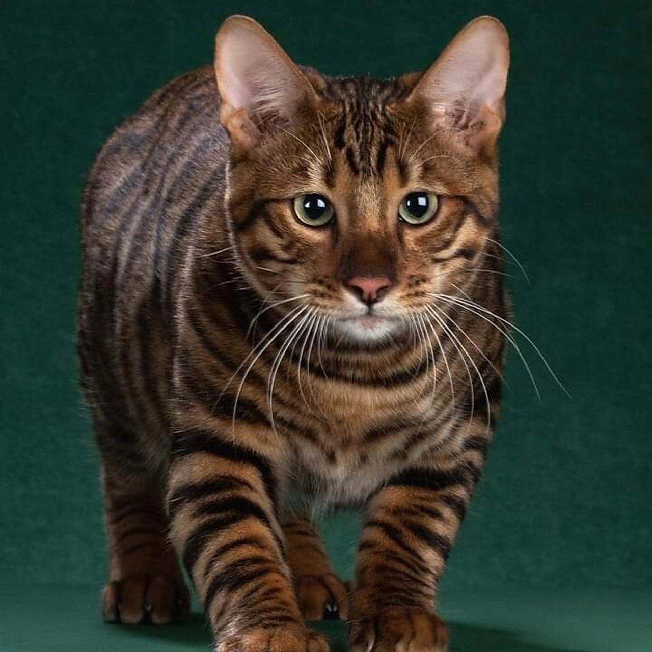 美国玩具虎猫 喜欢这个品种可以联系我,欧洲该品种五大饲养员作品