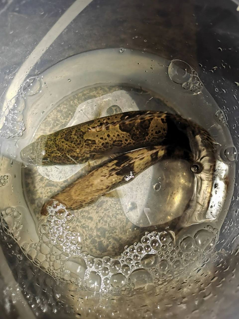 杭州斑鳜标点分享3 此标点看到过小煤气罐大小的鳜鱼