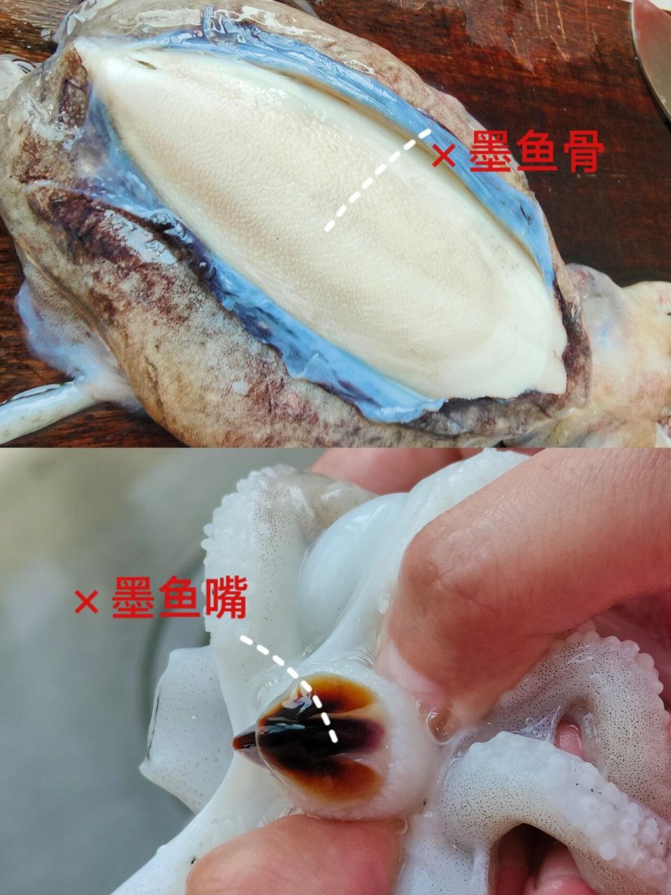 一张图教你如何清理墨鱼 墨鱼可是一个好东西,但不少人都不知道怎么