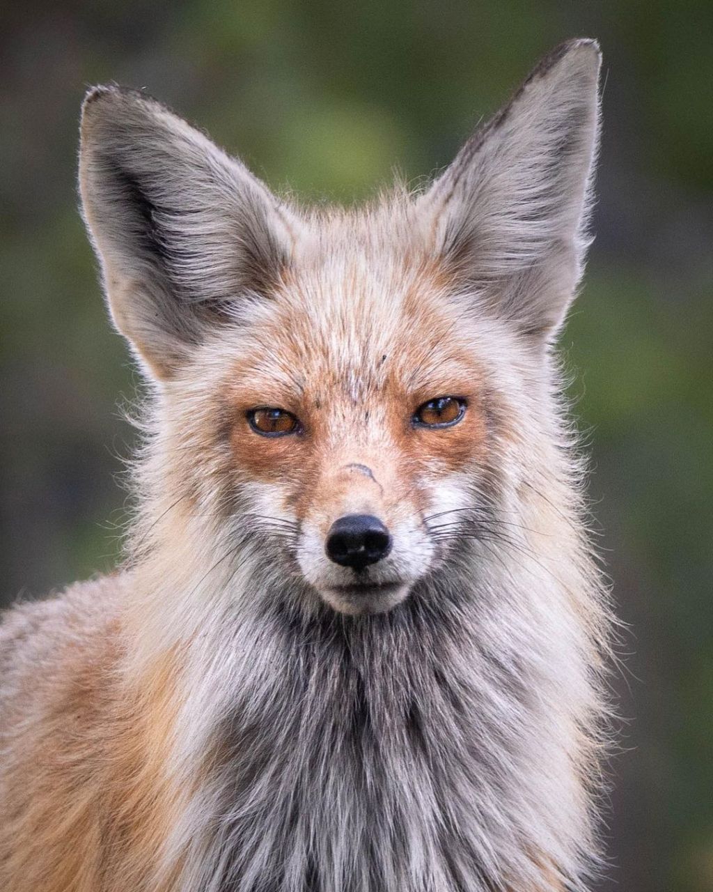 美丽的野生赤狐 摄影师:"整个夏天我都在看这只美丽的狐狸,去年也看过