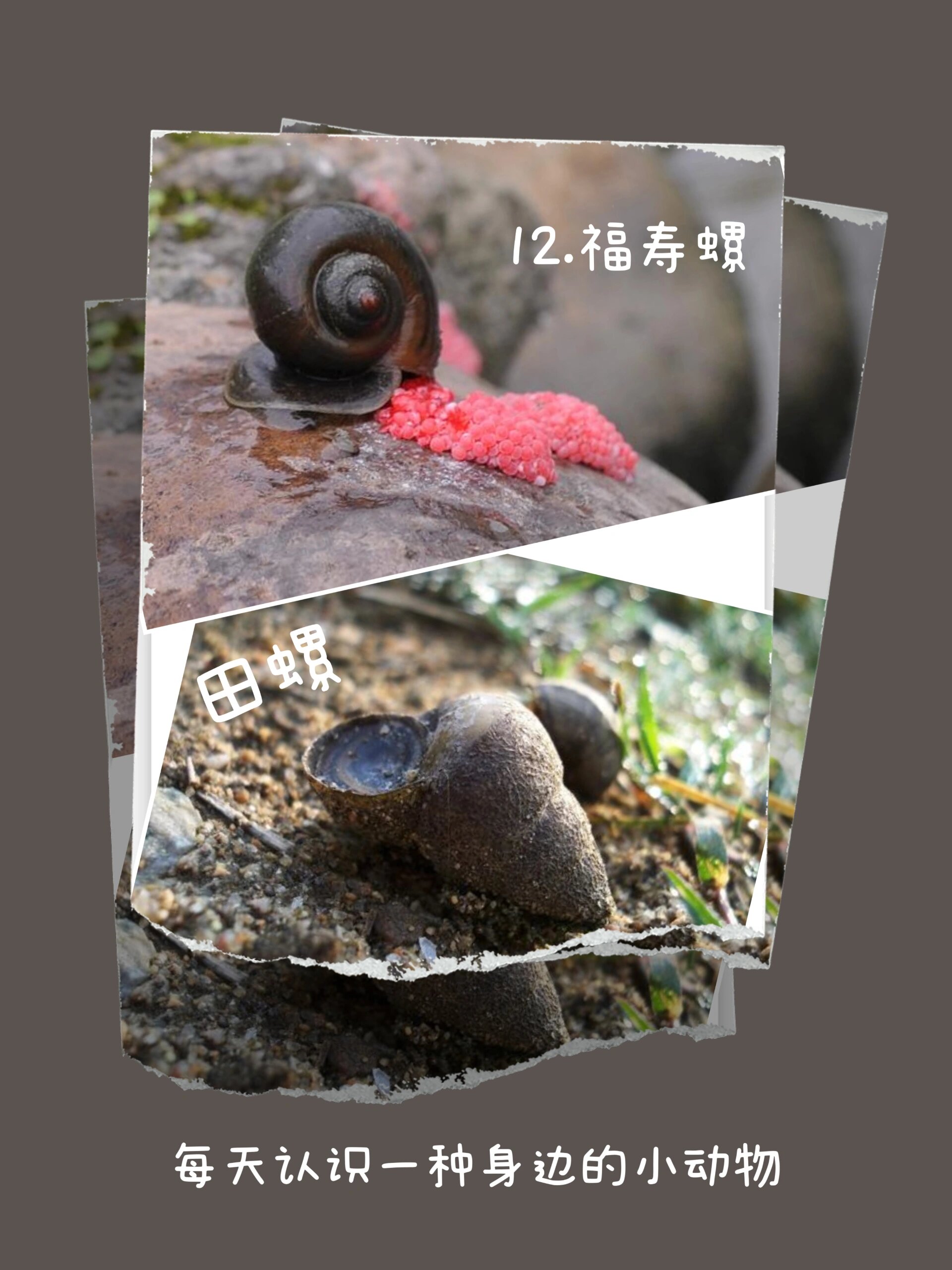 一张图带你分清田螺和福寿螺