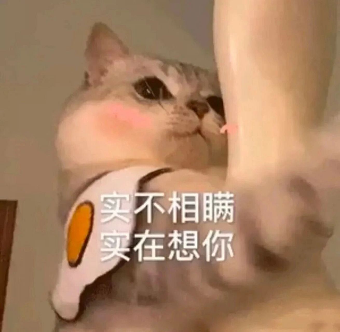 今日份的表情包"实在想你"