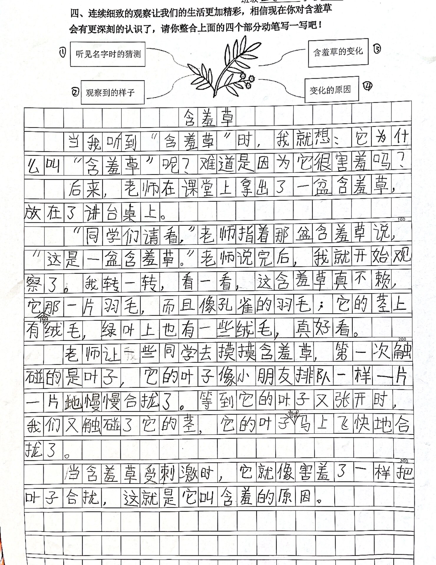 含羞草作文300字3年级图片