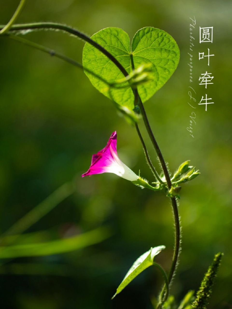 牵牛花的叶子特征图片