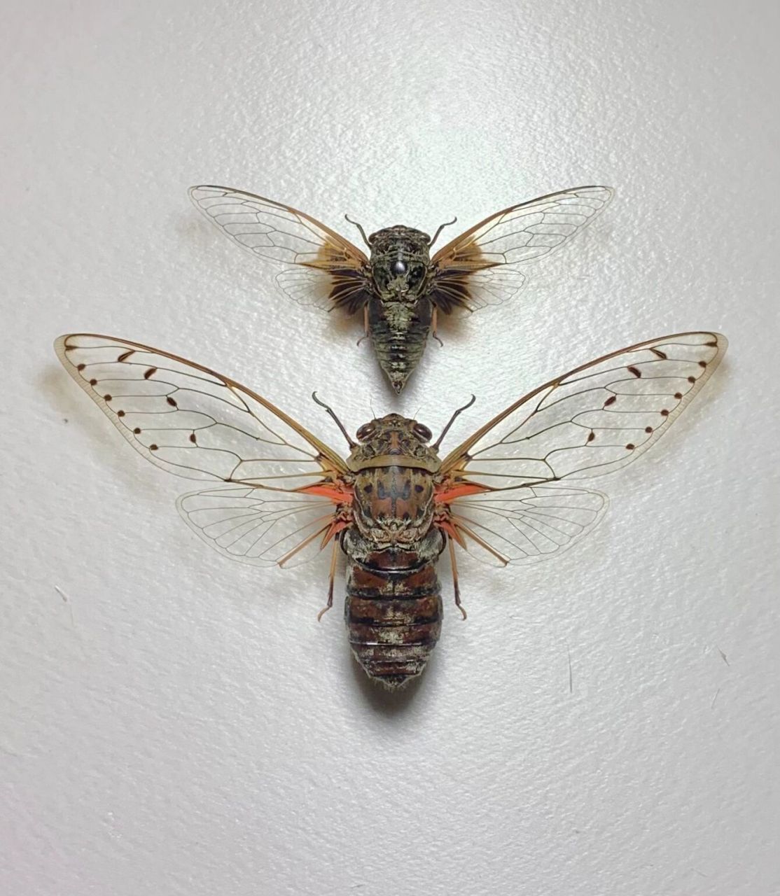 帝王蝉与普通知了的对比～ 上面的小黑蝉就是平常大家最常见到的黑