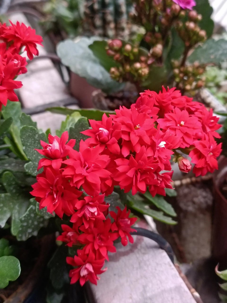 长寿花——非洲红宝石 颜色很正的红,养了几年,没照顾好,茎软趴趴地