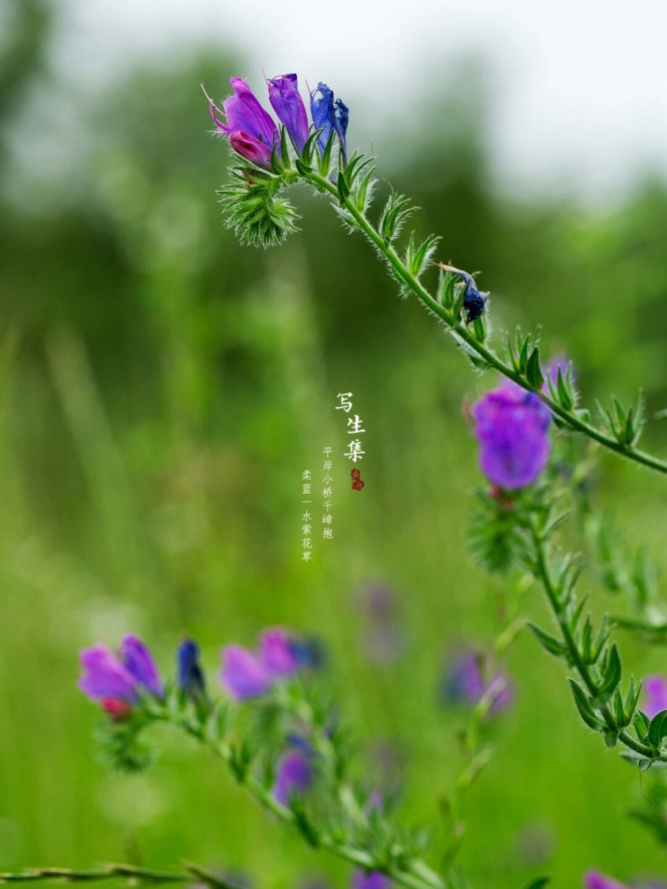 蓝蓟|写生集|六月的花 【花语】 蓝蓟的花语是老天保佑.