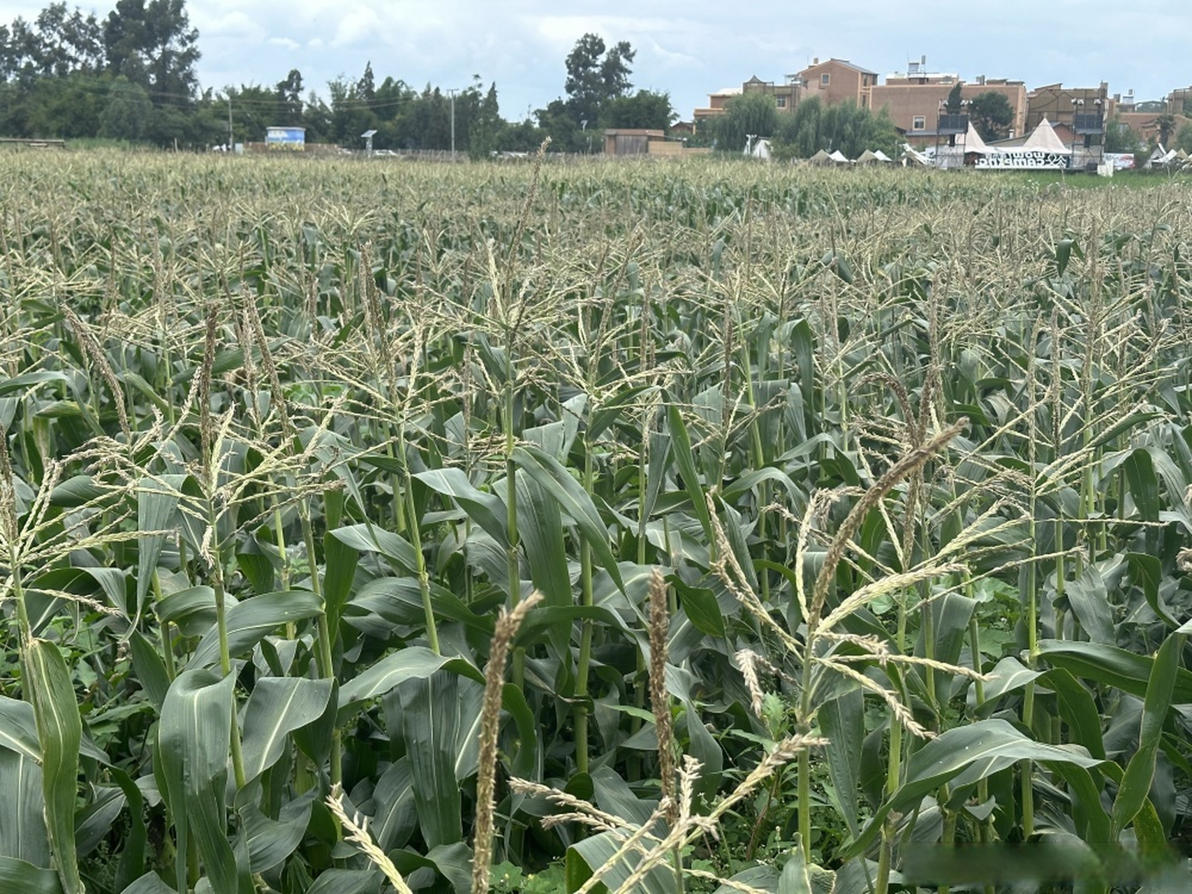 小渔村的牛奶水果玉米又火了】这几天,在晋宁区上蒜镇小渔村的生态