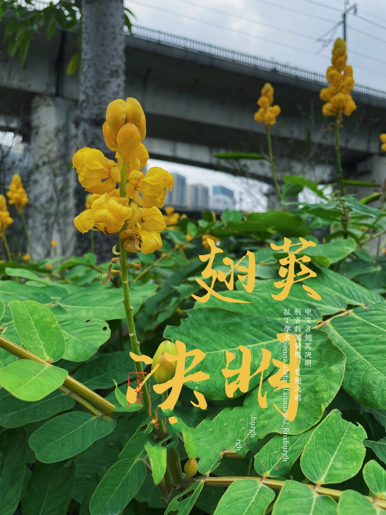 翅荚决明花语图片