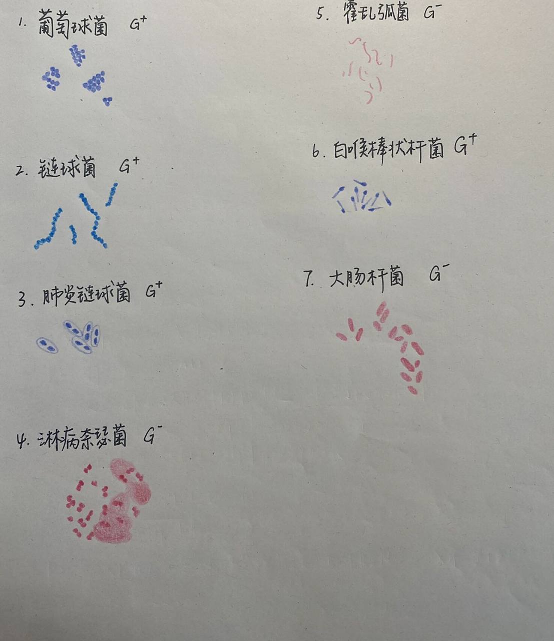 医学微生物学红蓝手绘图 葡萄球菌 链球菌 肺炎链球菌 淋病奈瑟菌