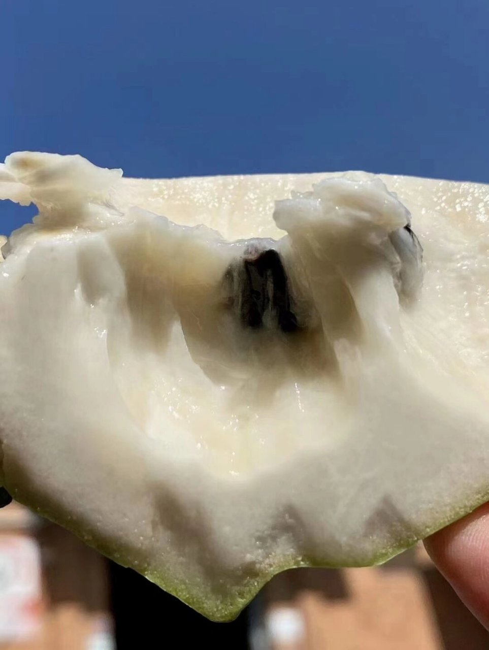 牛奶释迦 【牛奶释迦果】 肉乳白色,富含维生素a,b,c及蛋白质,铁,钙