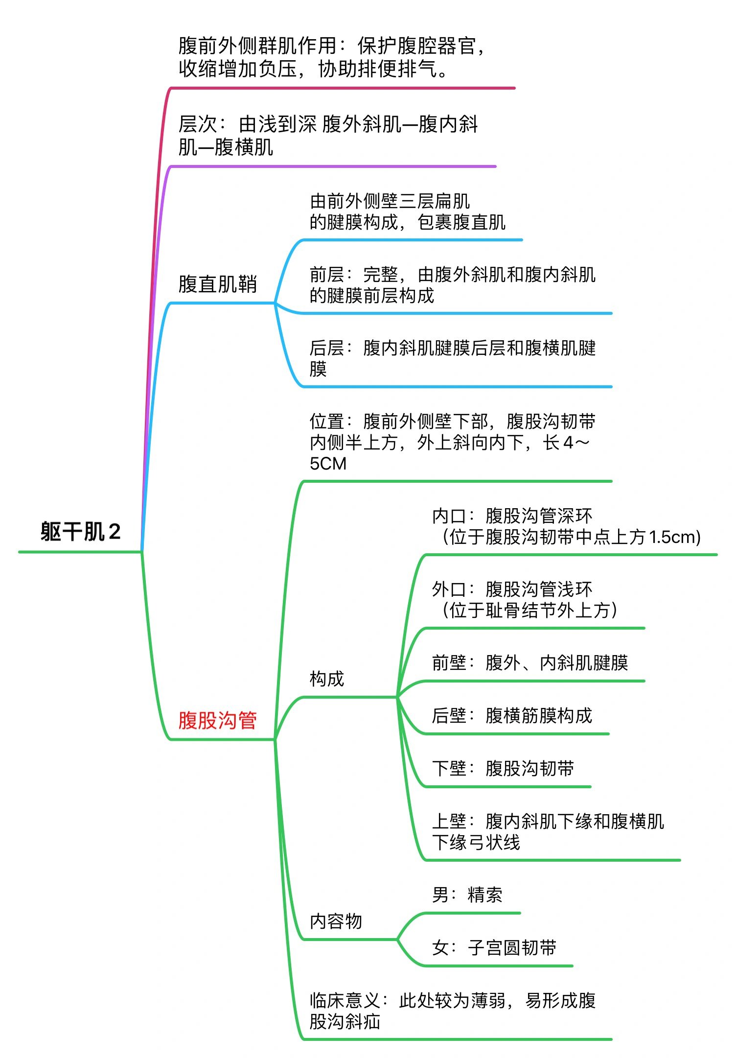 解剖学基础运动系统 骨骼肌思维导图