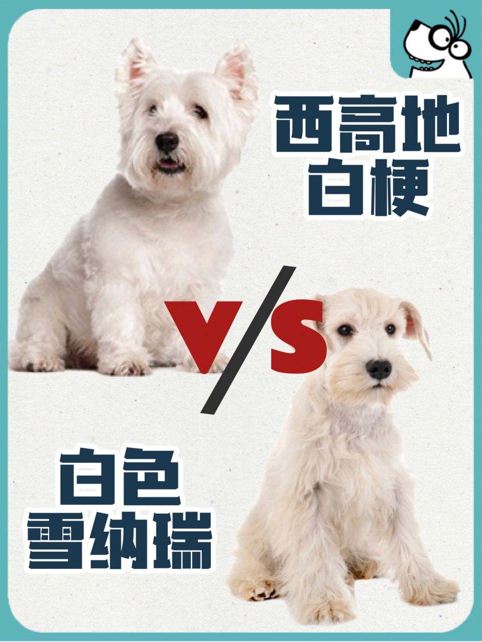 西高地vs雪纳瑞,可爱的狗狗都是相似的03 昨天分享了西高地小可爱