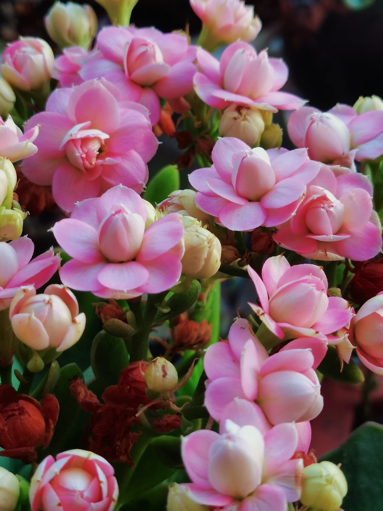 独角兽—长寿花