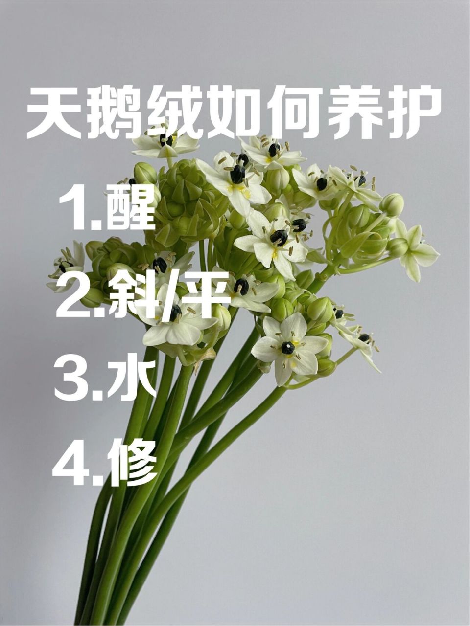 百花虎眼万年青图片