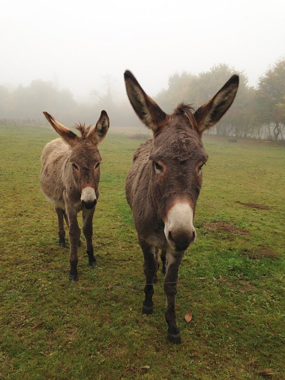 有点逗的小毛驴,嘴巴都小咧开了.#动物趣图