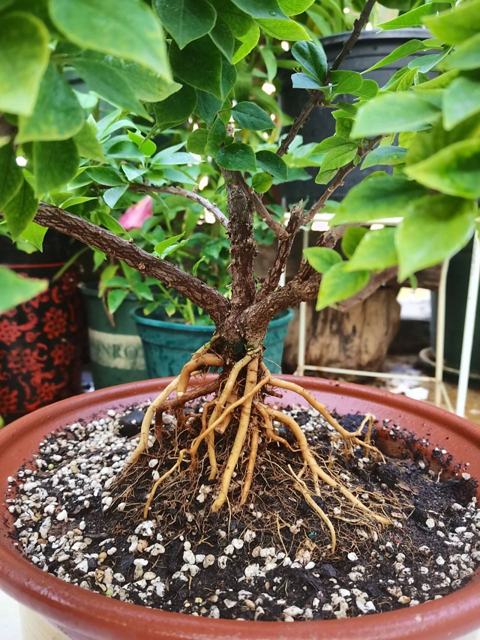 提根三角梅塔黄拆盆 去年10月份开始套盆,到现在有8个月的时间了.