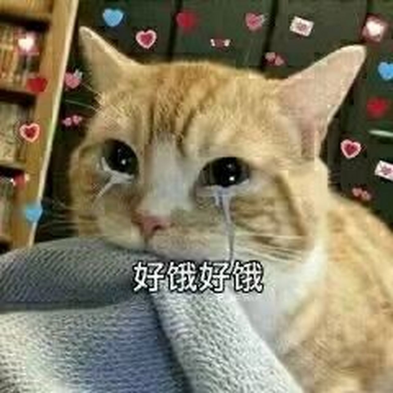 每天都好饿表情包