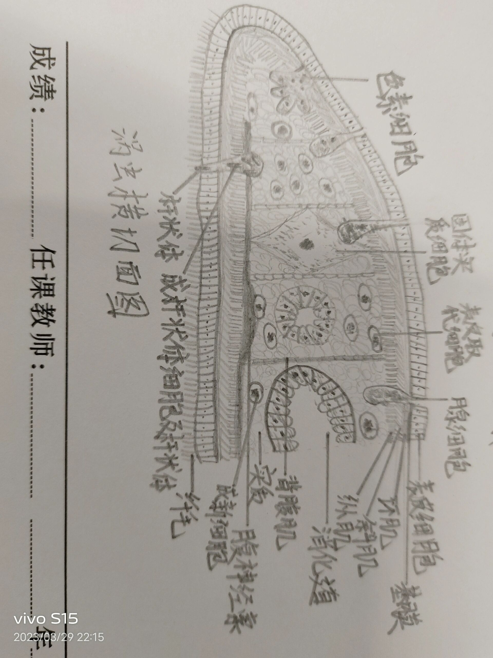 涡虫的横切面手绘图图片