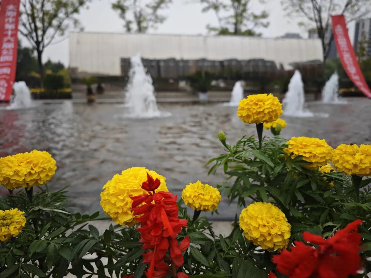 秋天有秋天的美,图片拍摄于山西太原晋阳街公园