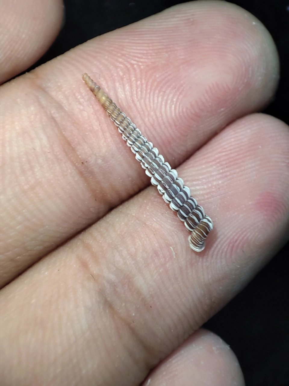 蜗牛图鉴 | 宝石管尾蜗牛 宝石管尾蜗牛(callonia gemmata)是古巴特有