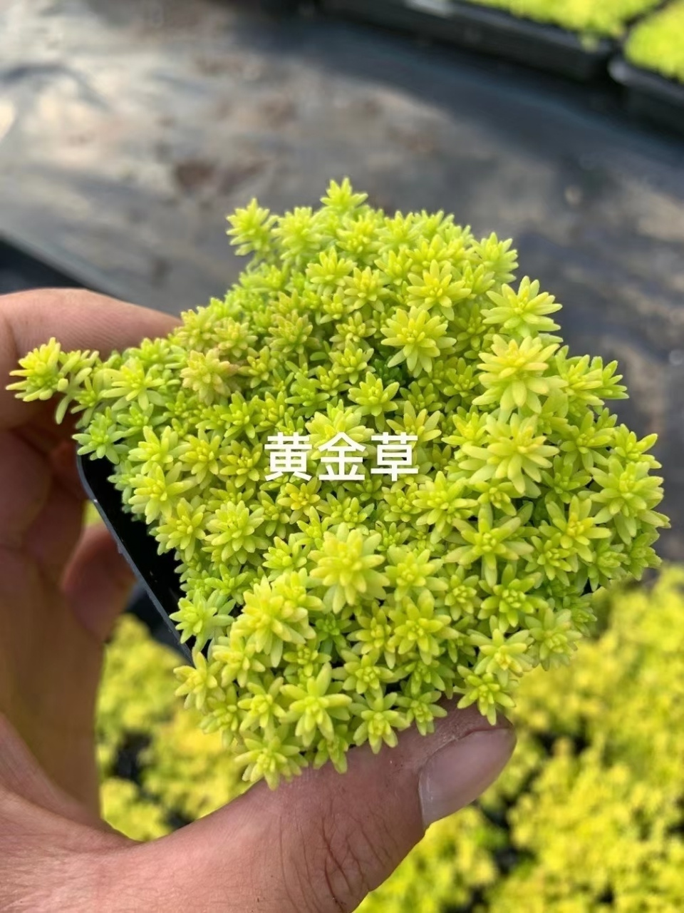 多肉植物,护盆草 多肉植物,护盆草