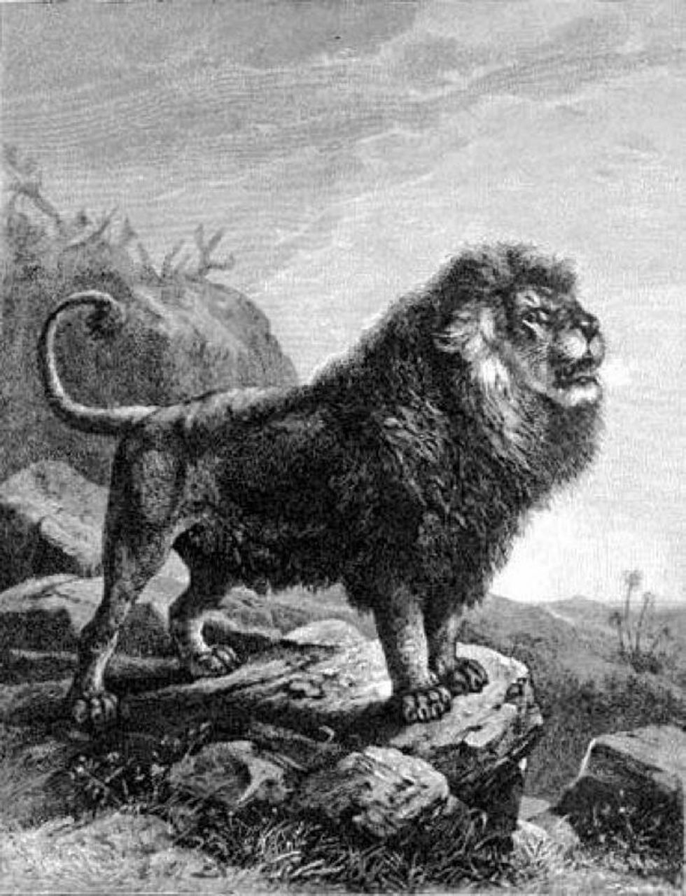 巴巴里狮子0315,也叫北非狮子0315,是世界上第二大的狮子03