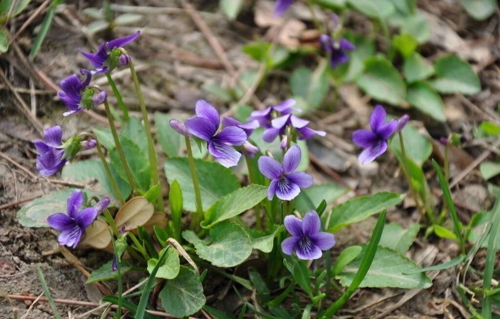 来认认植物--紫花地丁 紫花地丁(学名:viola philippica) 分类:种子