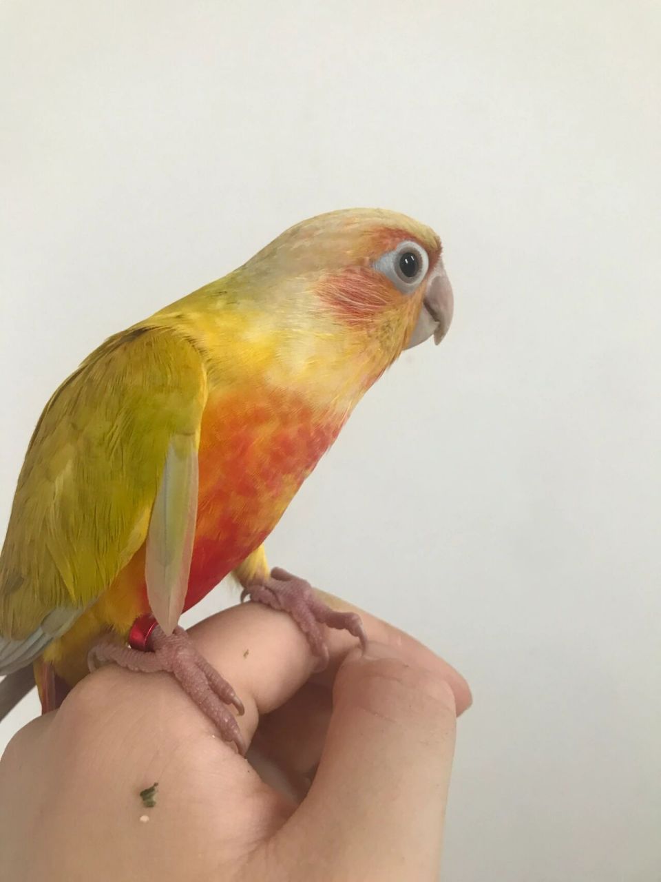 香吉士小太阳鹦鹉