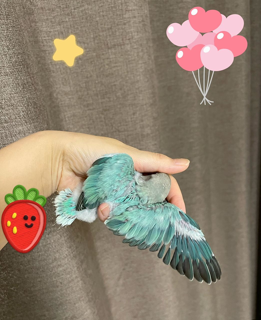 牡丹鹦鹉|350济南自提松石绿闪