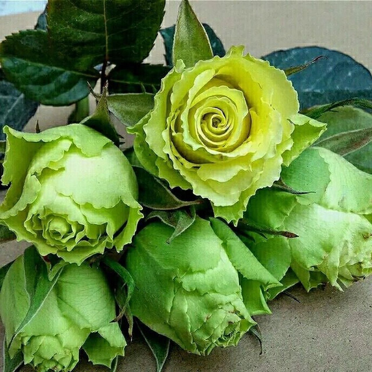 凌波 欧月 凌波 奶绿色切花浓香灌木玫瑰阳台月季