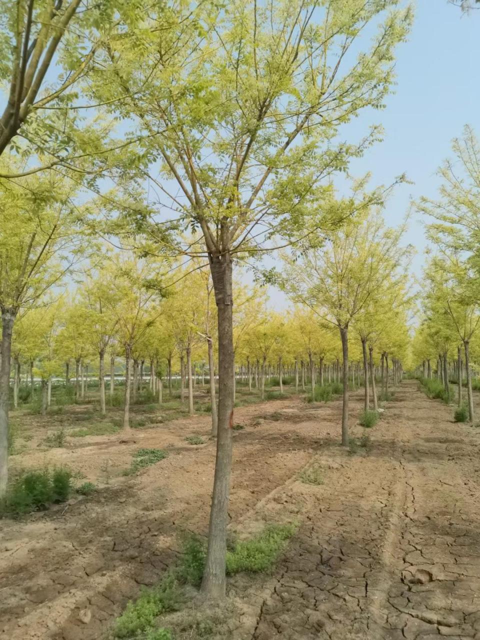 黄金槐,是一种常见的路缘树和公园树,它是一种美丽的落叶乔木.