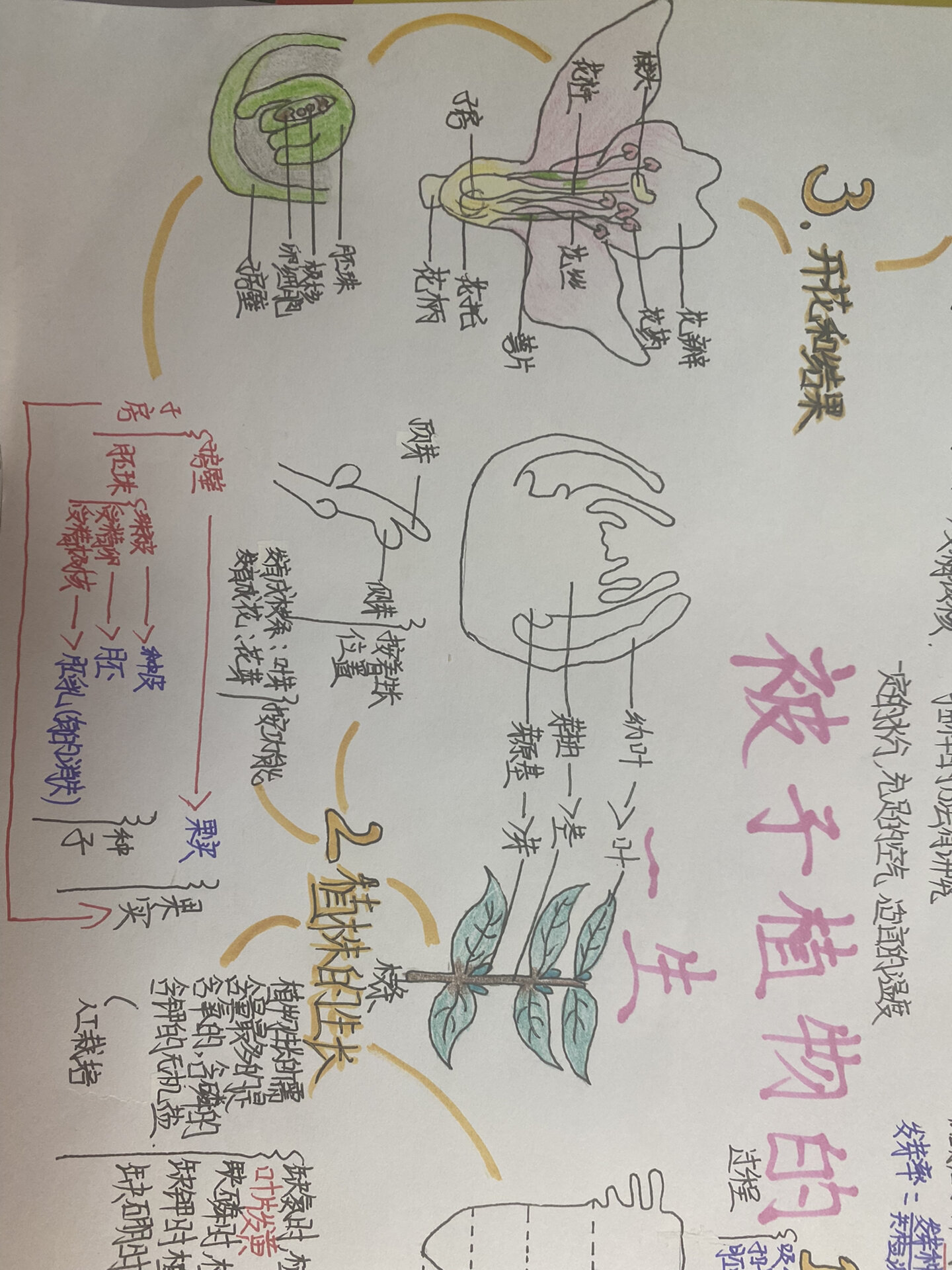 七上生物被子植物的一生思维导图