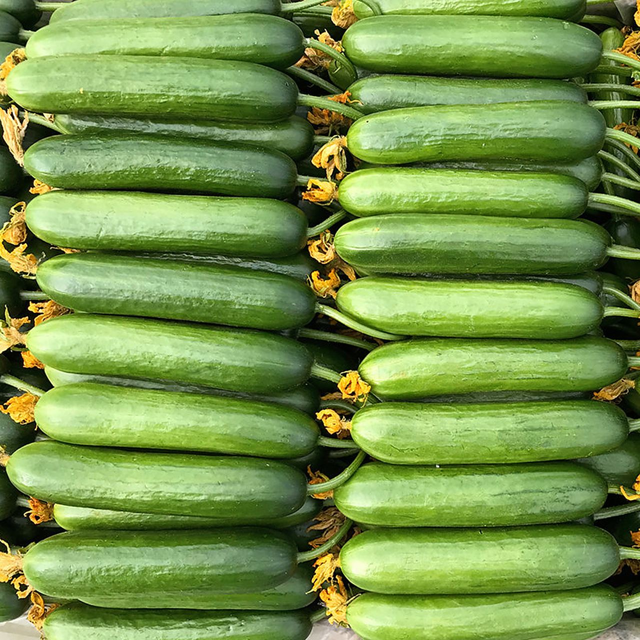 澳农卡水果小黄瓜3斤荷兰生吃批发新鲜山东小青瓜  【现价】26.