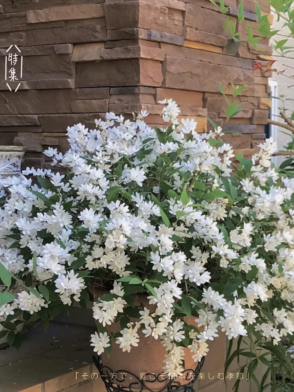 「每日一植」随随便便养爆花的雪球冰生溲疏 1976年在日本被选育出来