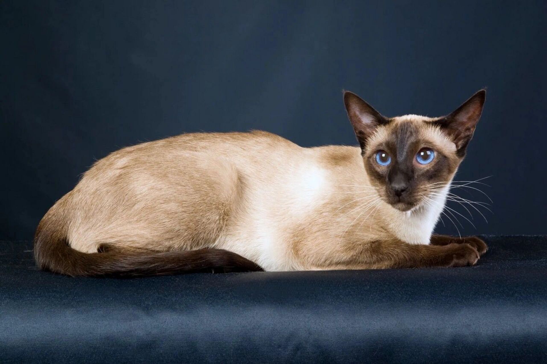 宠物猫介绍中型猫系列——伯曼猫 价格:2000~688006 毛长:长毛 体重