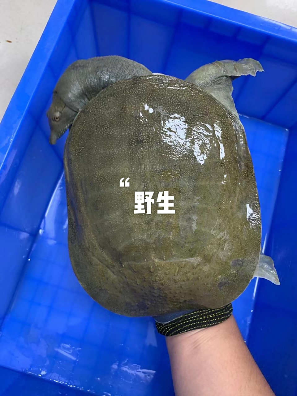 教大家区分野生甲鱼跟养殖甲鱼 野生甲鱼:甲背一般为灰黑色,土黄色