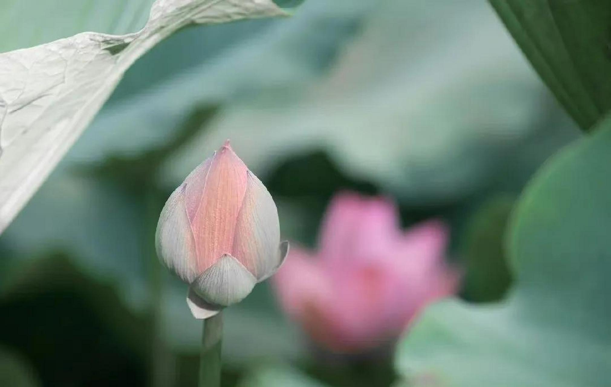 冰壶秋月(bīng hú qiū yuè) 比喻洁白明净.多指人的品格.  2.