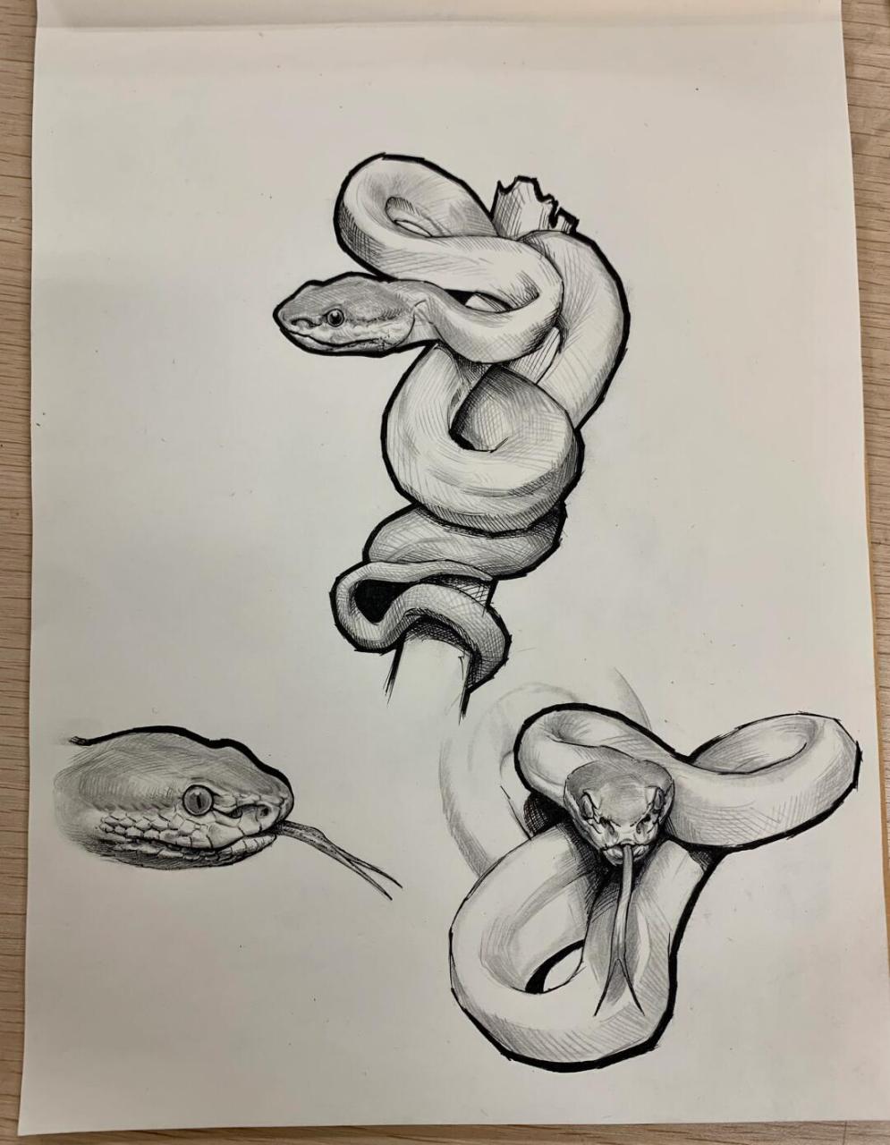 非常喜欢的一种蛇[爱你]#动物速写# #针管笔手绘# #钢笔画# #写生线描