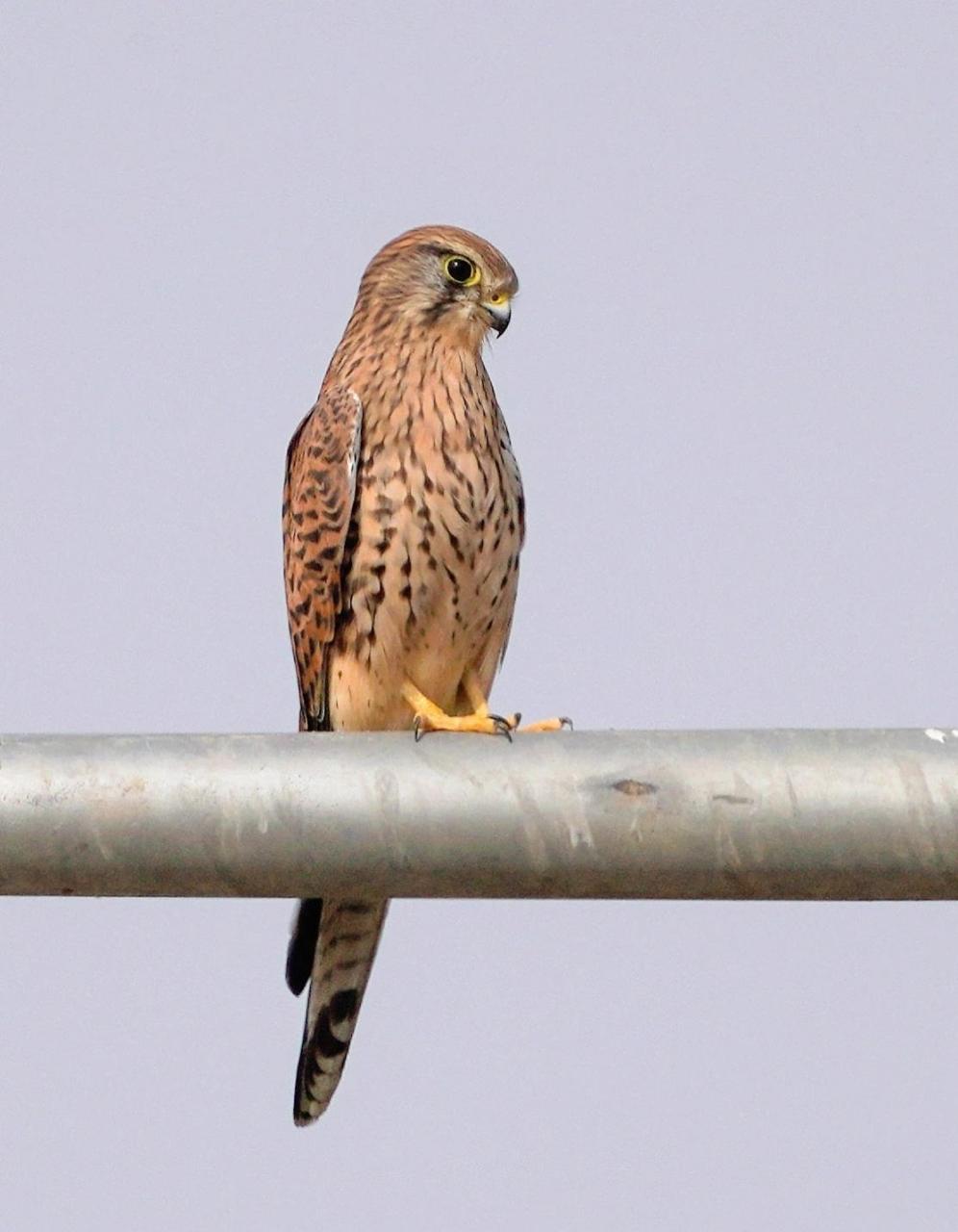 58 红隼是隼科,隼属的小型猛禽.