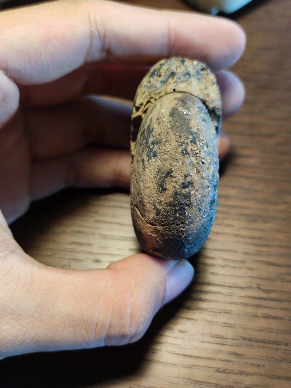 古菊石(arcestes ) 古菊石生存于三纪晚期,属于齿菊石亚目之中缝合线