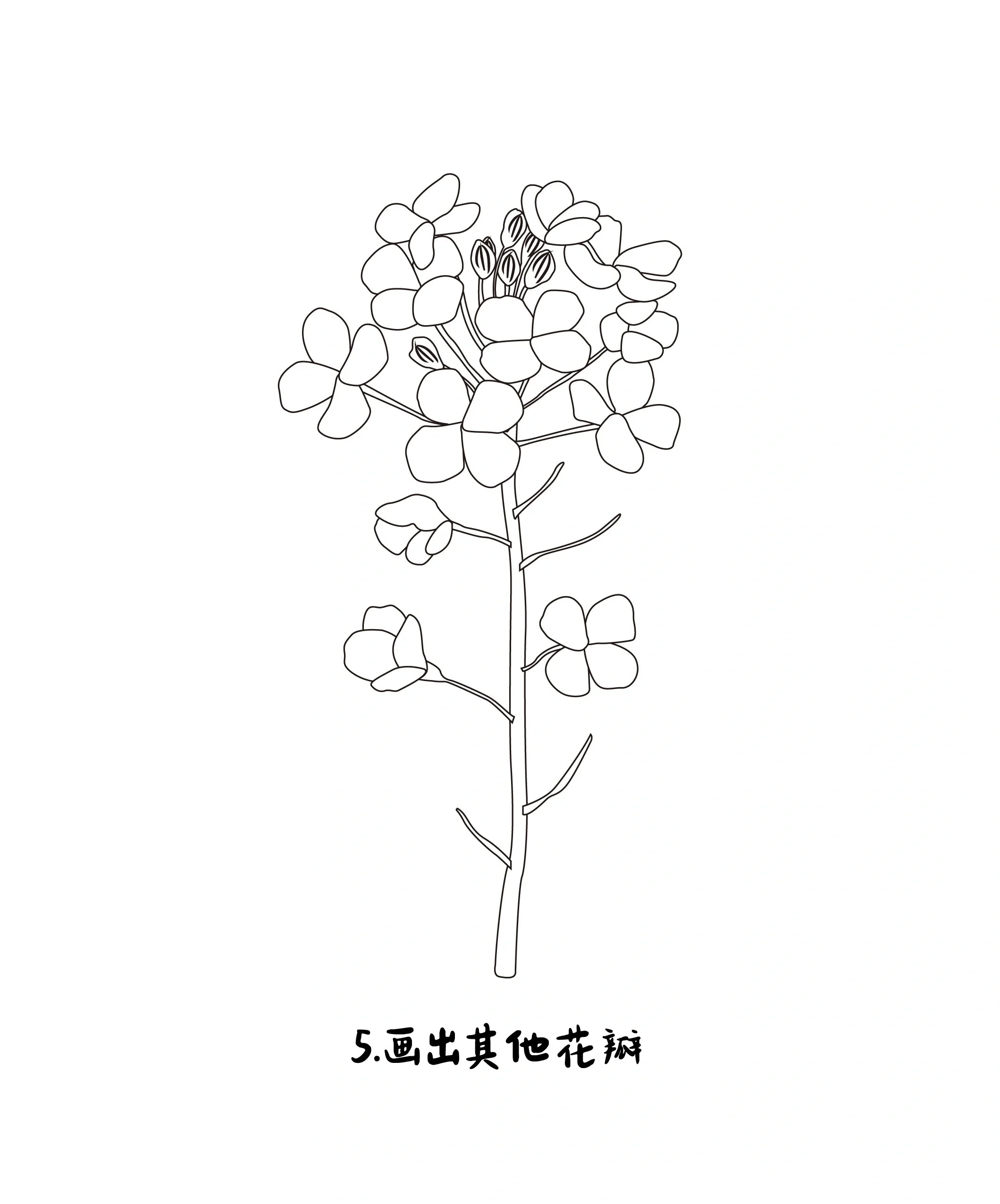 油菜花简笔画植株图片