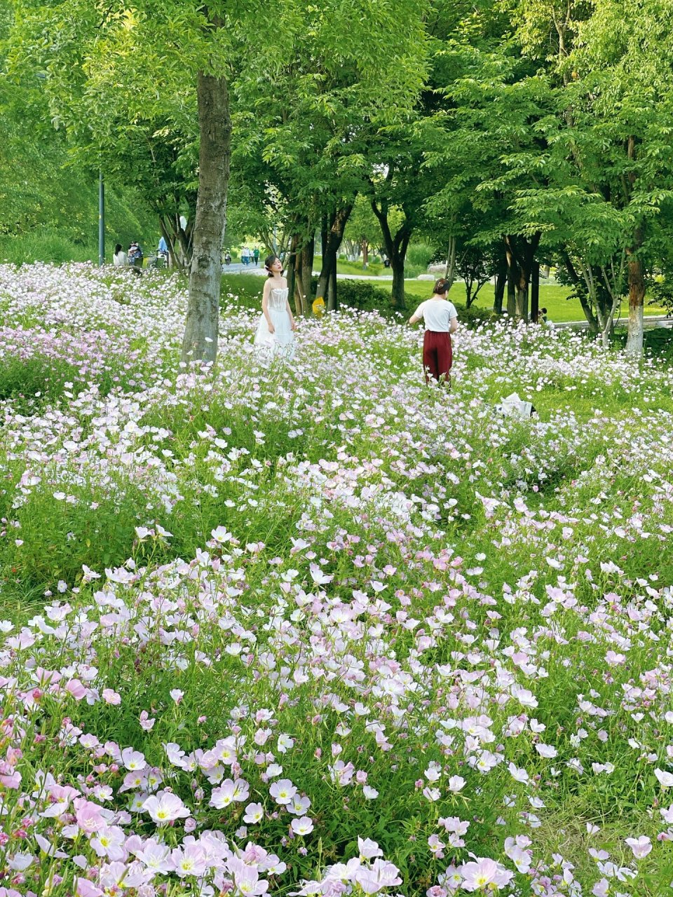 江心洲才是南京最美的地方 住江心洲7年了,越来越爱江心洲 标签生态岛