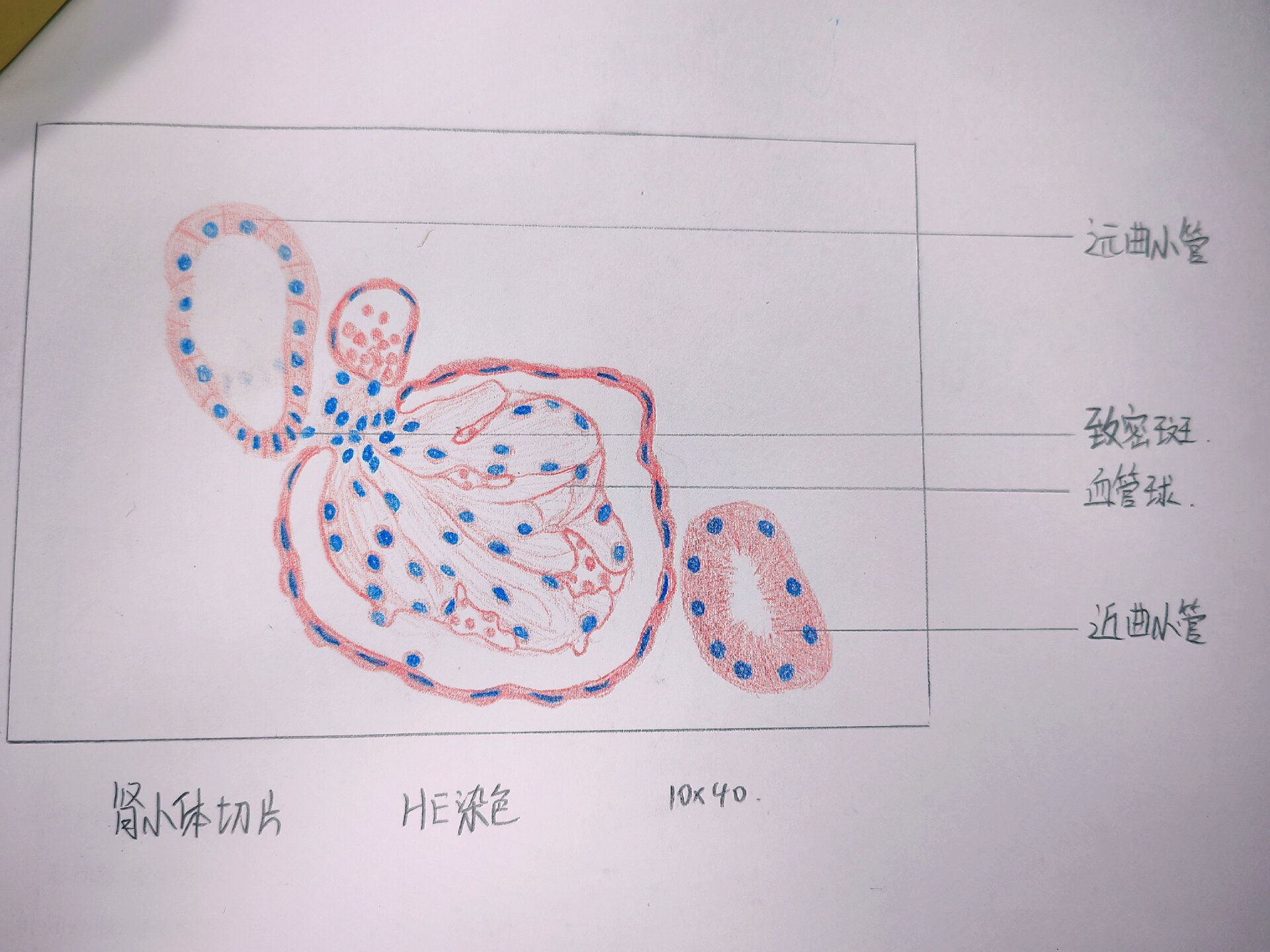 肾小体红蓝铅笔绘图图片