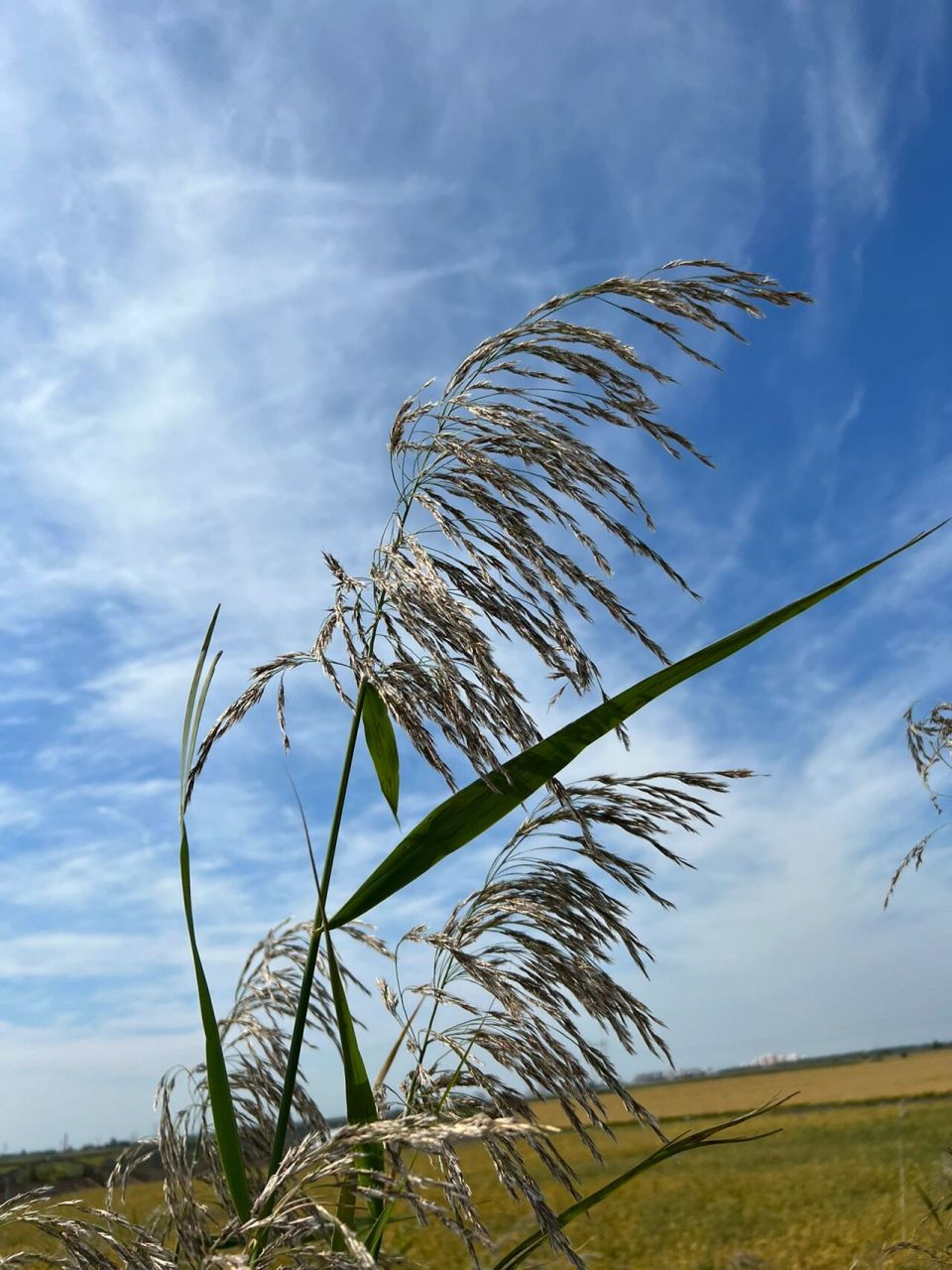 东北路边的那些野花——芦花 芦苇花花语:坚韧而自卑的爱.