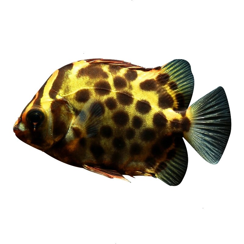 金钱豹—观赏鱼中也有金钱豹鱼哦 166图一二为金钱鱼,商品名为金鼓